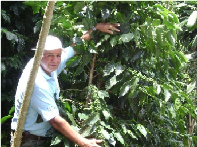 33 lbs GABELO VARGAS -CAMINO AL CIELO FT COSTA RICA GREEN COFFEE BEANS ($3.99/lb)
